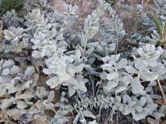 Convolvulus persicus