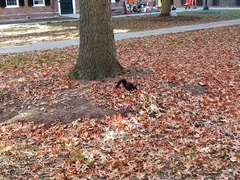 Sciurus carolinensis