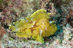 Taenianotus triacanthus