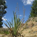 Plantago gaudichaudii - Photo (c) Harry Rose, algunos derechos reservados (CC BY)