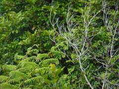 Xanthotis macleayanus