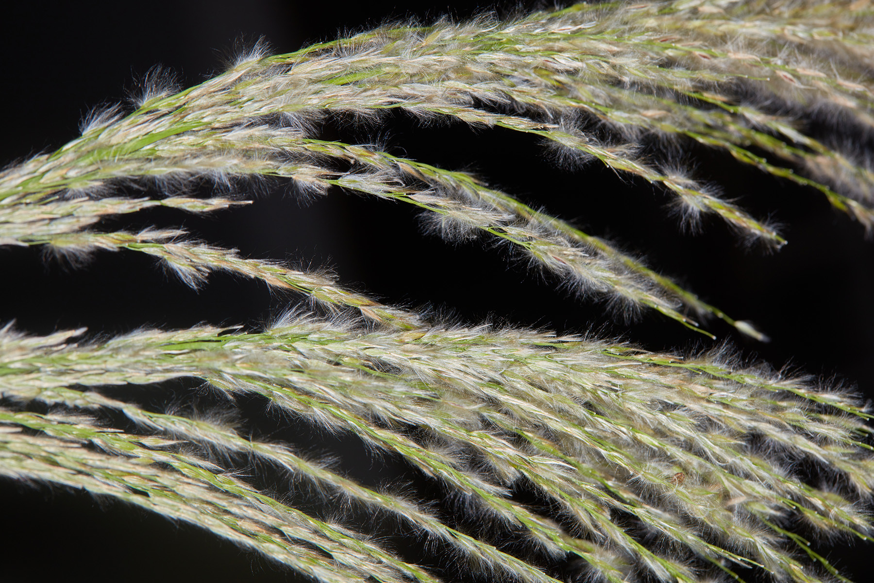 Digitaria insularis