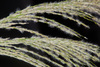 Sourgrass - Photo (c) Sune Holt, some rights reserved (CC BY-NC), uploaded by Sune Holt