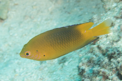 Coral Damselfish photo 5