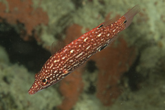 Bodianus dictynna
