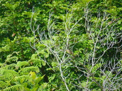 Xanthotis macleayanus