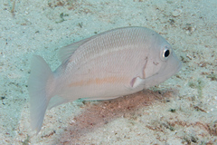 Lethrinus obsoletus