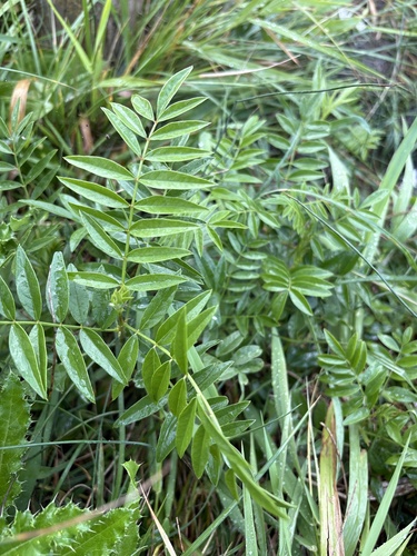 Wild Licorice