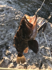 Sebastes rastrelliger