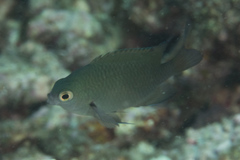 Pomacentrus callainus