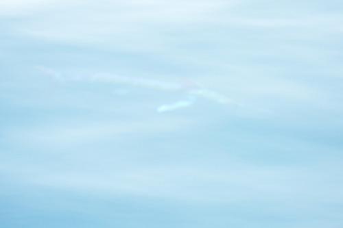 Foto de Aguja blanca (Tetrapturus albidus)