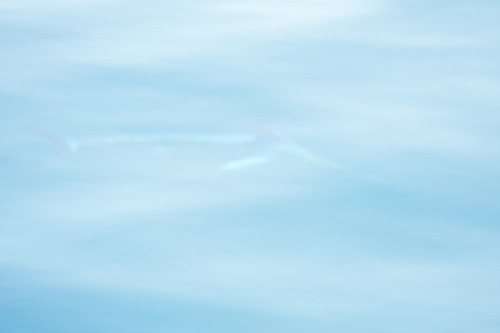 Foto de Aguja blanca (Tetrapturus albidus)
