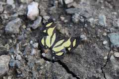 Baeotis zonata zonata