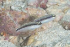 Asterropteryx striata