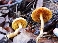 Cortinarius huronensis