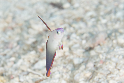 Sier-vuurvis (Nemateleotris decora) — Microdesmidae — 3