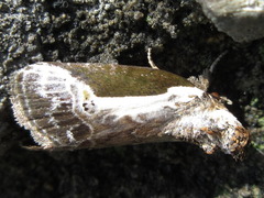 Stenoloba jankowskii