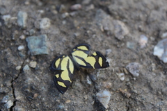 Baeotis zonata zonata