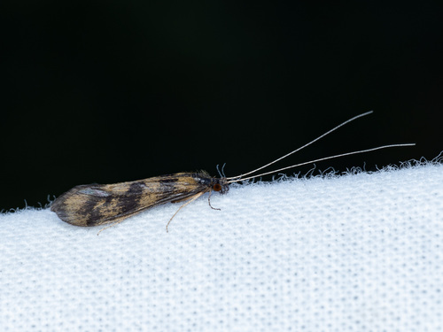 Grousewing Caddisfly