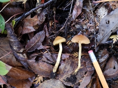 Cortinarius huronensis