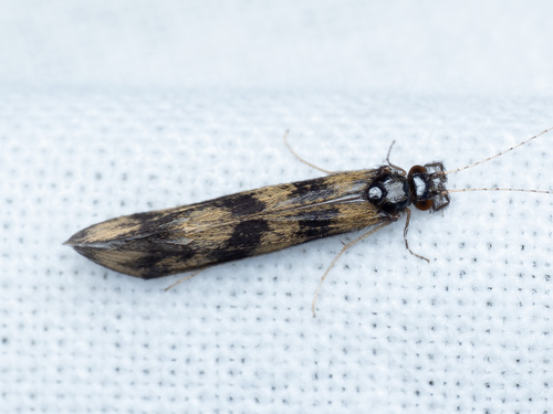 Grousewing Caddisfly