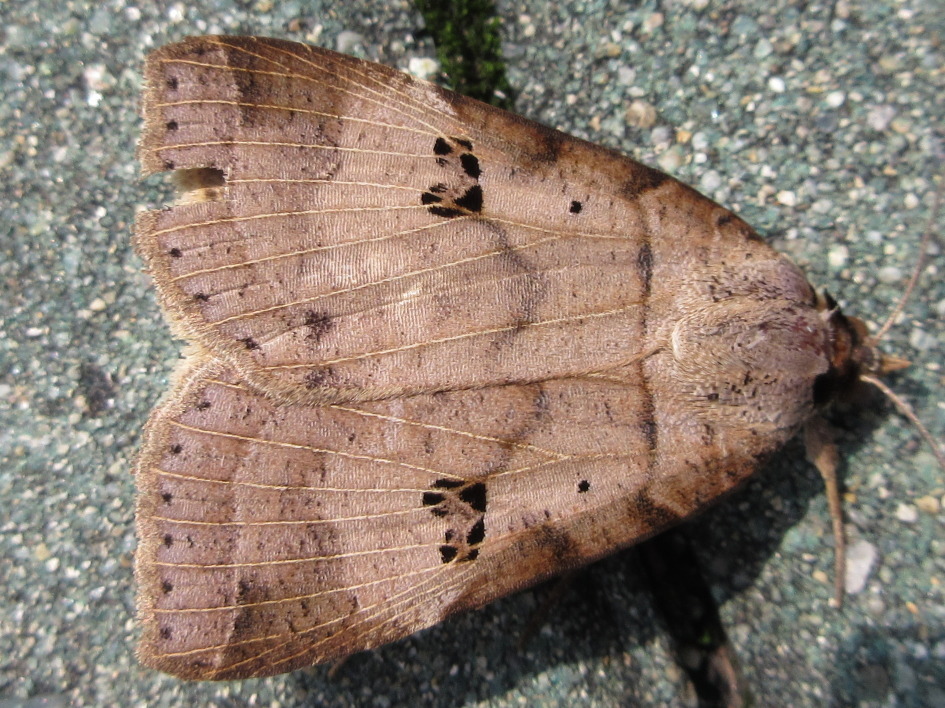 Lygephila maxima