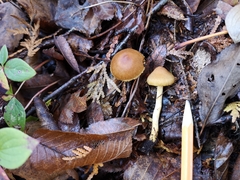 Cortinarius huronensis