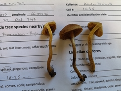 Cortinarius huronensis