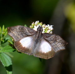 Theagenes aegides