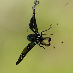 Chrysocale principalis