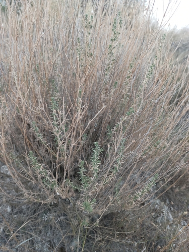 Lepidium subulatum, photograph 5
