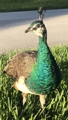 Pavo cristatus × muticus