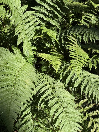 scaly buckler-fern (Dryopteris remota)