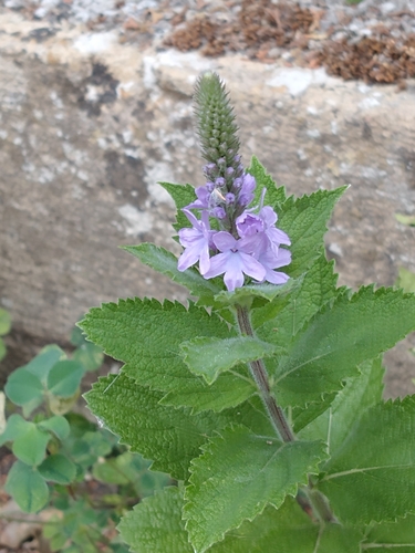 Verbena stricta