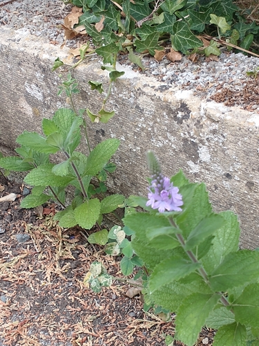 Verbena stricta