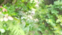 Parawixia audax