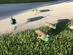 Pavo cristatus × muticus