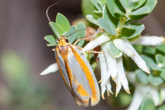 Phytotrypa propriella