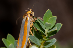 Phytotrypa propriella