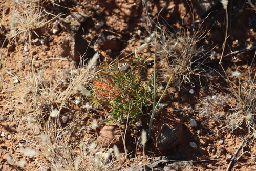 Prime Sorrel (Oxalis primuloides)