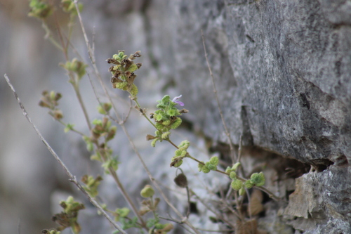 Ballota saxatilis (Ballota saxatilis)