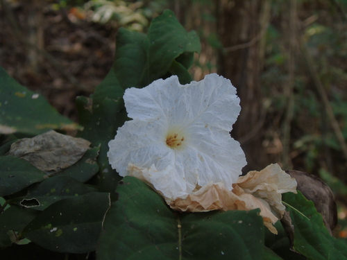 Cordia superba, photograph 5