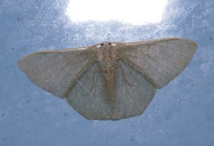 Pelagodes antiquadraria