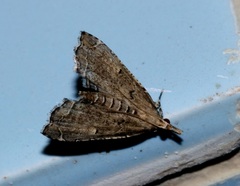 Diplopseustis perieresalis