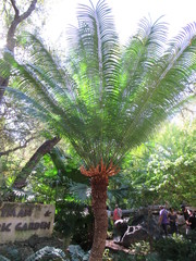 Cycas rumphii