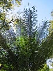 Cycas rumphii