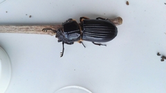 Passalus