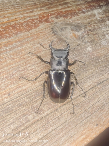 Eolucanus davidis