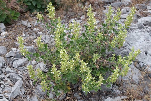 Yellow Germander