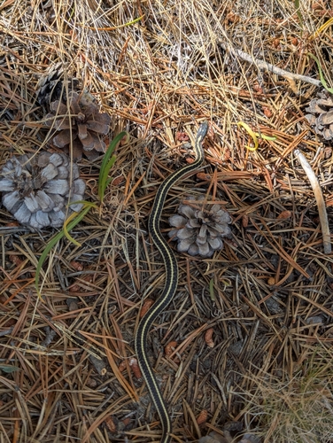 iNaturalist observation photo of Garter Snakes